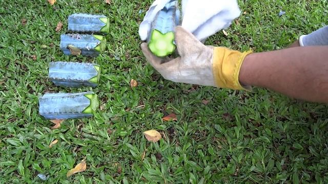 Cactus Propagation - Pilosocereus