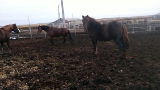 Жеребцы тяжеловозы! смотреть онлайн