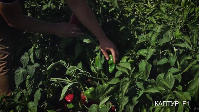 Перец Каптур F1 смотреть онлайн