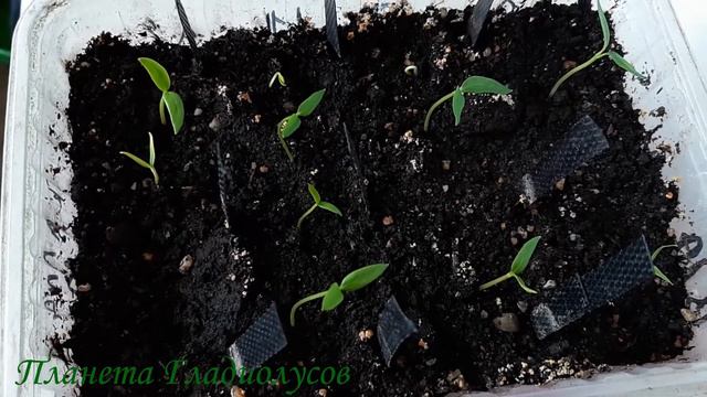 Неделя после посадки семян перца, баклажанов, томатов