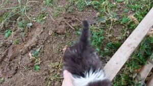 Как приручить дикого котёнка Мама кошка бросила