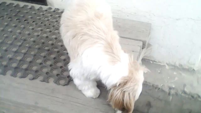 Клип про собаку Люсю описание
