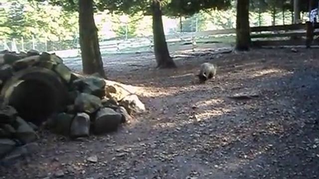 Великолепный немецкий зоопарк