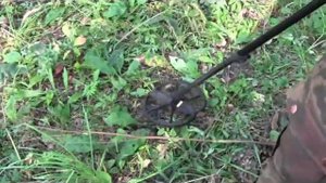 Поиск монет Металлоискателем Minelab Safari - Нашел мини мину