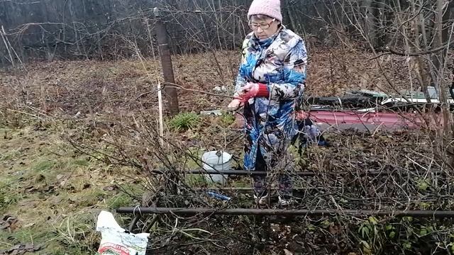 Как обрезать старый куст чёрной смородины осенью