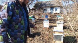 Плохая погода для пчел весной. Жидкая подкормка после зацветания Фундука. Пыльце