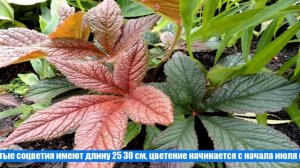 Сорта и особенности выращивания дальневосточной красавицы роджерсии