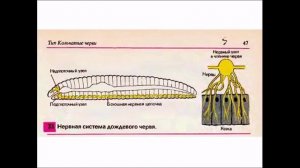 Координация и  регуляция. Биология 6 класс.
