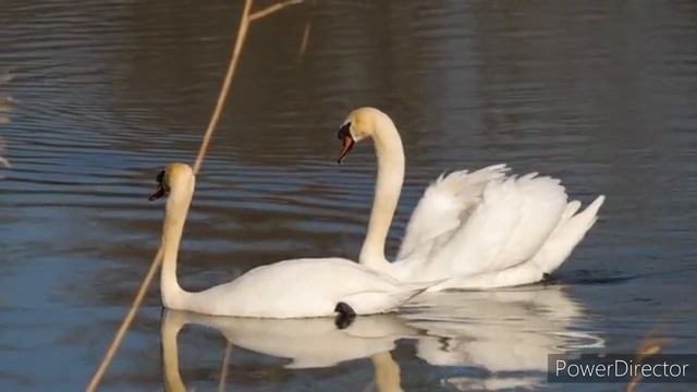 ПАРА ВЛЮБЛЁННЫХ ЛЕБЕДЕЙ-СИМВОЛ НЕЖНОСТИ,ЛЮБВИ и ВЕРНОСТИ❤??A pair of Swans in Love❤