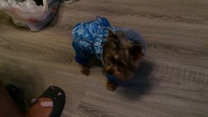 Йоркширский терьер.