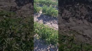 Испытание амиачной селитры и сульфата цинка против повелики кускуты на томате 29.06.2020
