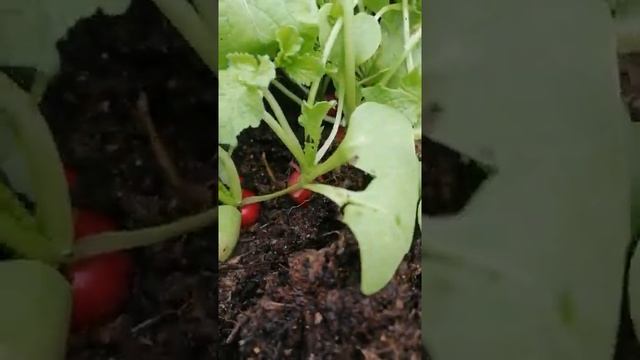 Прореживание редиски. Собираю первый урожай