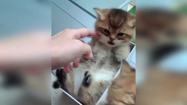 ТОП СМЕШНЫХ ВИДЕО С КОТАМИ, СВЕЖИЕ ПРИКОЛЫ 2020/Смешные животные/Смешные кошки/TOP FUNNY PETS #6