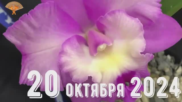 Грабли веерные Для любителей канала Грабли Live 20 10 2024