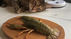 Чучело из рака просто рак ?