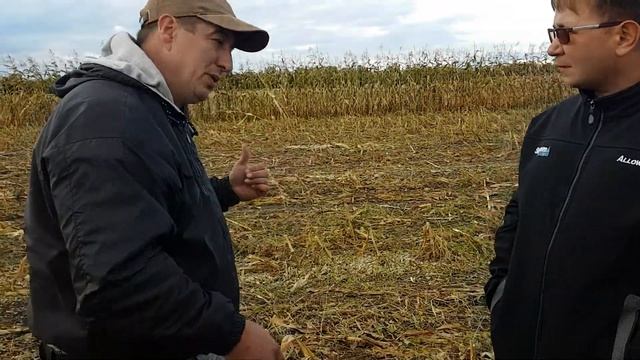 Какая должна быть кукуруза на силос