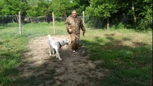 Как правильно приучить Алабая выполнять команду ко мне!