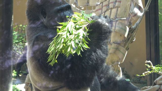Gorilla◆Mom Genki narrowly avoids son Gentaro's prank.【Momotaro family смотреть онлайн