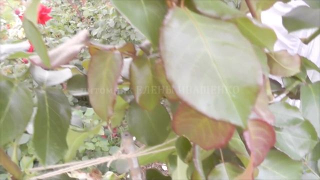 Розы ШНЕЕВАЛЬЦЕР и СУПЕР ГРАНД АМОРЕ - итог правильной посадки и ухода. Елена Иващенко смотреть онлайн