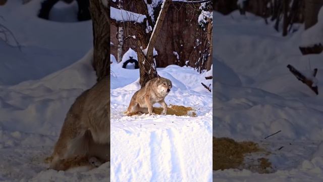 Волки МосковсКий Зоопарк👀🐺👍🥰🔥Wolves Moscow Zoo👀🐺👍🥰🔥