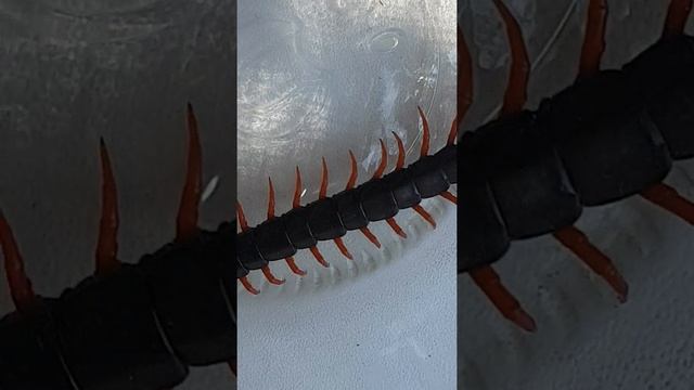 Сколопендра в доме