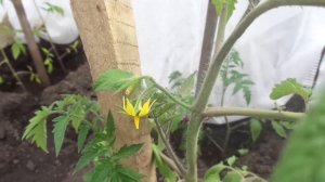 НУЖНО ОПЫЛЯТЬ ВРУЧНУЮ ЦВЕТУЩИЕ ТОМАТЫ В ТЕПЛИЦЕ. Ольга Чернова.