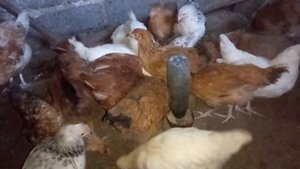 Кормление цыплят специальным комбикормом ради сбалансированного питания