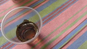 Гигантская турецкая шелковица. Размножение шелковицы семенами