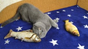 Кот Батон и Рыба