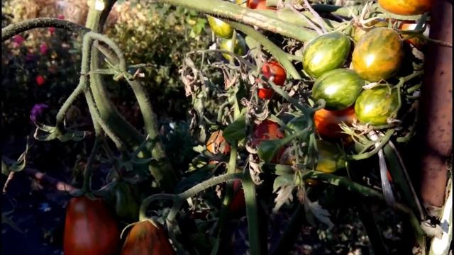 ДОЛГОИГРАЮЩИЕ СОРТА ТОМАТОВ. Какие они? Описание 4 сортов смотреть онлайн