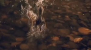 Ящерица способная передвигаться по воде.