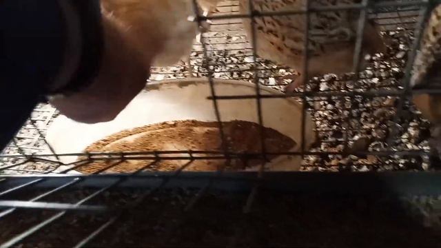 У нас произошёл обмен животных козла маркиза на козу белку. смотреть онлайн