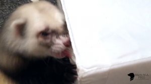 Что такое хорек дома 2 | Хорек Рикки | What Happens When You Have a Ferret 2 | Rikki the Ferret