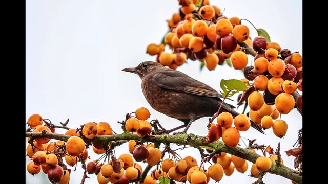 02 Звуки природы Пение дрозда клуб йоги смотреть онлайн