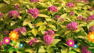 Спирея японская Кэндллайт. Краткий обзор, описание характеристик spiraea japonica Candlelight