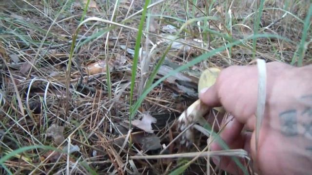 6 кошиків грибів! перший ліс і польські. Частина перша смотреть онлайн