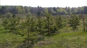 Заповедник "Приволжская лесостепь"