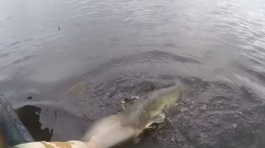 Ловля сома на квок, УРОКИ. Cом на квок
