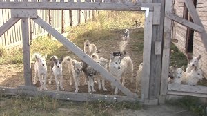 В Советском районе бездомных собак отлавливают и размещают в приюте