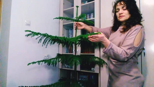 Как ухаживать за комнатной елью араукарией: мои секреты смотреть онлайн