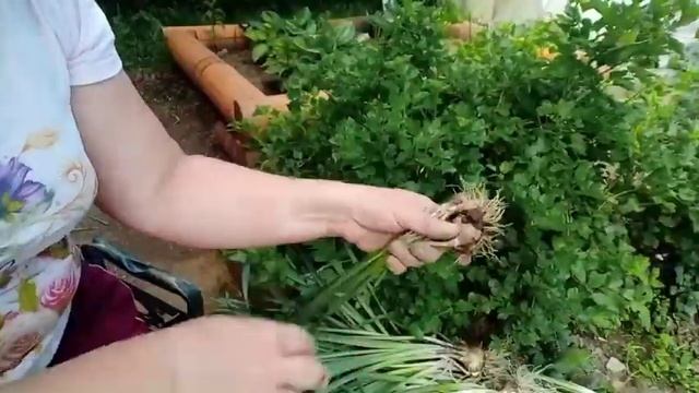 Мои ирисы..почему не все нарциссы цвели..хосты смотреть онлайн