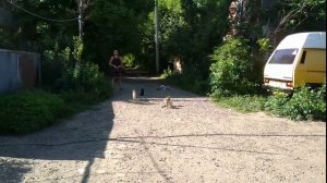 Джек-рассел-терьер дрессировка с котами✓