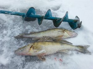Безмотылка. Ловля окуня на балансир. Судаки на балансир. Рыбалка на реке зимой