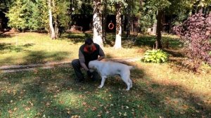 Годовалый лабрадор. Дрессировка с нуля. Серия 2.