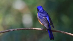 Rufous-bellied Niltava
