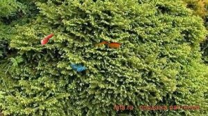 Ель обыкновенная Максвелли (picea abies maxwellii) ? обзор: как сажать, саженцы ели Максвелли