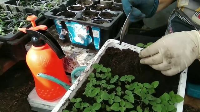 Пикировка рассады Сальвия. смотреть онлайн