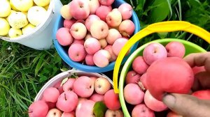 Сбор урожая Кульджинское и Антоновка!