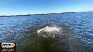 РОСТИК ПРЫГНУЛ В ВОДУ В ОДЕЖДЕ