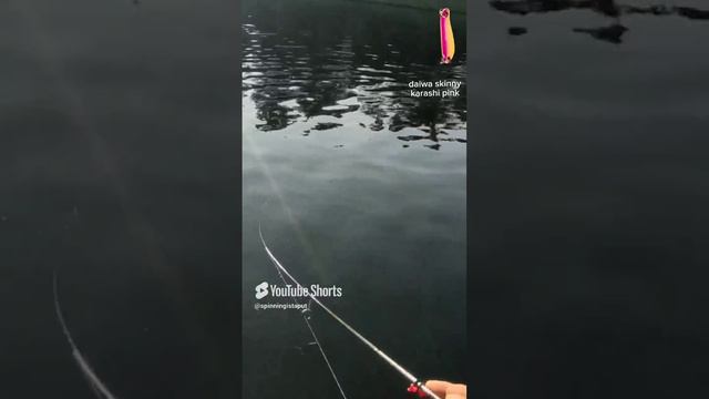 Daiwa skinny 1.2 karashi pink #fishing #troutarea
